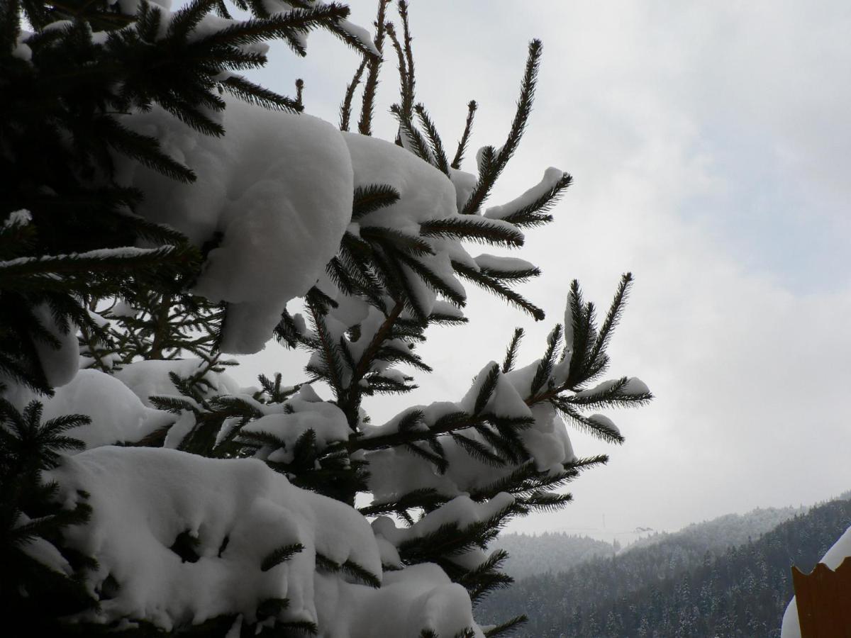 Hotel Flora Alpina Azuga Esterno foto